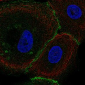 Anti-FLRT3 antibody produced in rabbit 