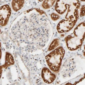 Anti-FMO1 antibody produced in rabbit 