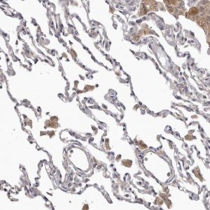 Anti-FMO2 antibody produced in rabbit 