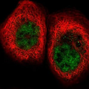 Anti-FNBP4 antibody produced in rabbit 