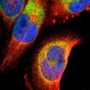 Anti-FNDC3B antibody produced in rabbit 