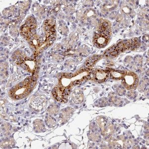 Anti-FNIP2 antibody produced in rabbit 