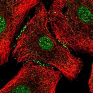 Anti-FOXA2 antibody produced in rabbit 