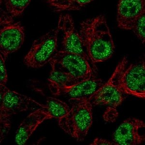 Anti-FOXA3 antibody produced in rabbit 