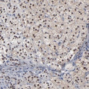 Anti-FOXN2 antibody produced in rabbit 