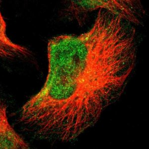 Anti-FOXN2 antibody produced in rabbit 