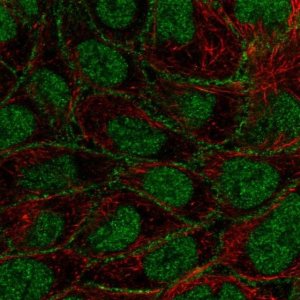 Anti-FOXN3 antibody produced in rabbit 