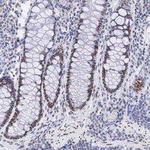 Anti-FOXP2 antibody produced in rabbit 