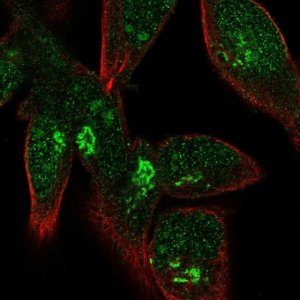 Anti-FPR1 antibody produced in rabbit 
