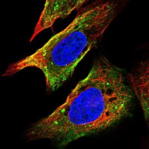 Anti-FRAT1 antibody produced in rabbit HPA055258-100UL