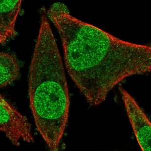 Anti-FRAT2 antibody produced in rabbit 