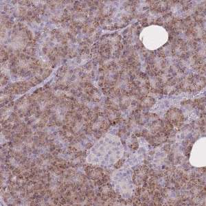 Anti-FRG2 antibody produced in rabbit 