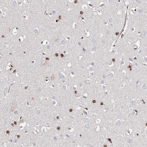 Anti-FRMD4A antibody produced in rabbit 
