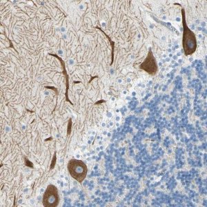 Anti-FRMD4B antibody produced in rabbit 