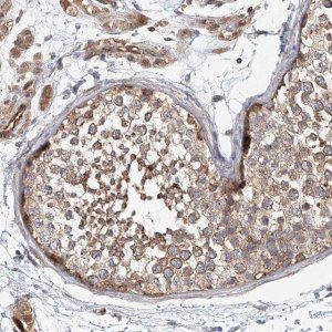 Anti-FRYL antibody produced in rabbit 