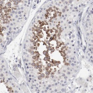 Anti-FSCB antibody produced in rabbit 
