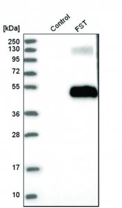 Anti-FST antibody produced in rabbit HPA018155-100UL