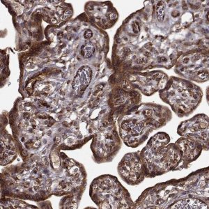 Anti-FSTL1 antibody produced in rabbit 