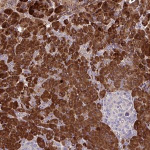 Anti-FUNDC2 antibody produced in rabbit 