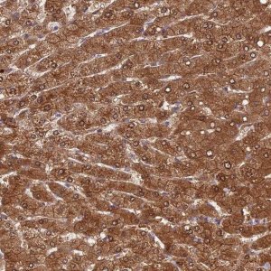 Anti-FUOM antibody produced in rabbit 