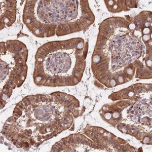 Anti-FUT3 antibody produced in rabbit 