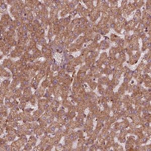 Anti-FXN antibody produced in rabbit 