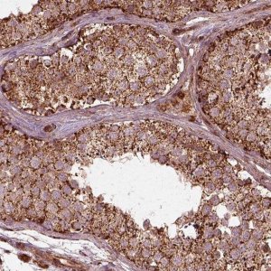 Anti-FXN antibody produced in rabbit 