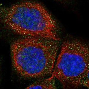 Anti-FXYD1 antibody produced in rabbit 