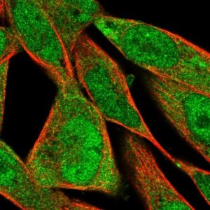 Anti-FXYD6 antibody produced in rabbit 