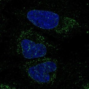 Anti-FXYD6-FXYD2 antibody produced in rabbit 