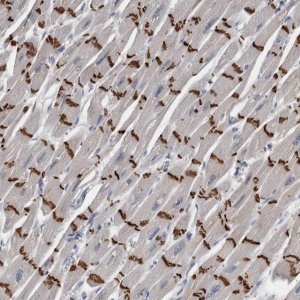 Anti-FXYD7 antibody produced in rabbit 