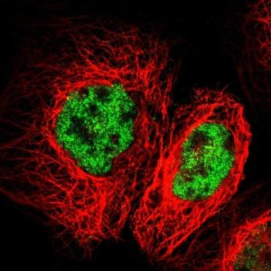 Anti-FZD10 antibody produced in rabbit 