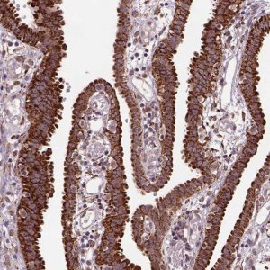 Anti-FZD7 antibody produced in rabbit 
