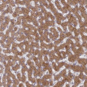 Anti-G6PC antibody produced in rabbit 