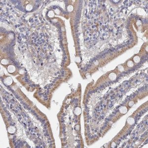 Anti-G6PC antibody produced in rabbit 