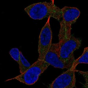 Anti-GAB2 antibody produced in rabbit 