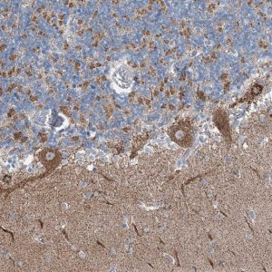 Anti-GABARAPL2 antibody produced in rabbit 