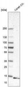 Anti-GABARAPL2 antibody produced in rabbit 