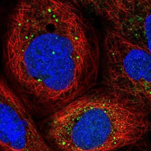 Anti-GAD1 antibody produced in rabbit HPA031949-100UL