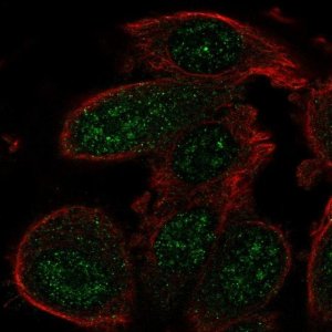 Anti-GADD45A antibody produced in rabbit 