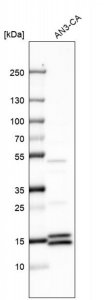Anti-GAGE1 antibody produced in rabbit 