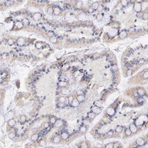 Anti-GAL3ST1 antibody produced in rabbit 