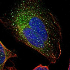 Anti-GAL3ST1 antibody produced in rabbit 