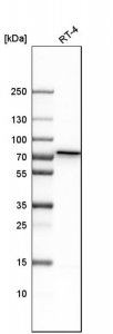 Anti-GALNT1 antibody produced in rabbit 