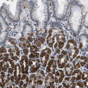 Anti-GALNT15 antibody produced in rabbit 