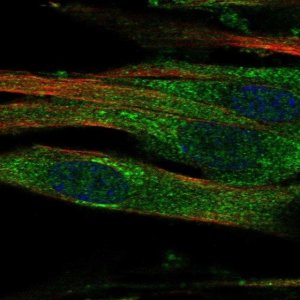 Anti-GALNT15 antibody produced in rabbit 