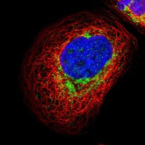 Anti-GALNT18 antibody produced in rabbit 