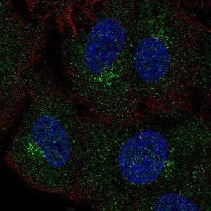 Anti-GALNT4 antibody produced in rabbit 