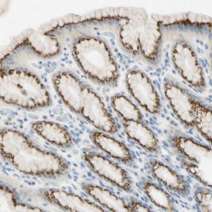 Anti-GALNT5 antibody produced in rabbit 