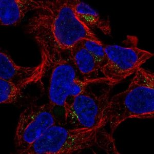 Anti-GALNT8 antibody produced in rabbit 